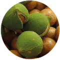 Macadamia Seed